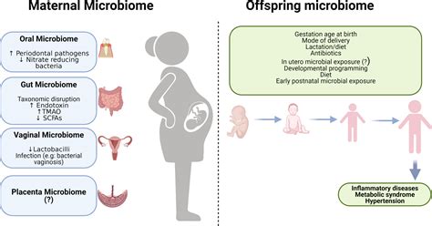 Maternal Microbiome In Preeclampsia Pathophysiology And Implications On