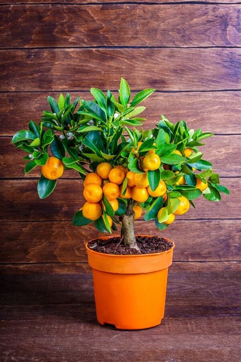 How To Grow A Citrus Trees Containers Arizona Summerwinds Citrus
