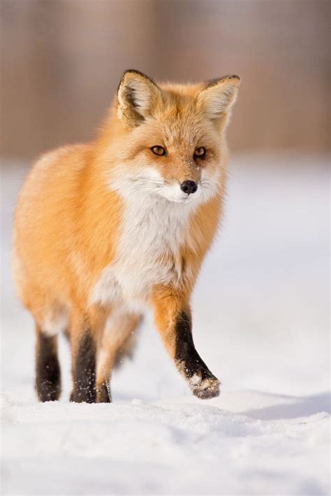 Pin Di Vera Vos Su Foxes Animali Selvaggi Cani Selvatici Animali