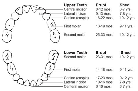 Dental Development Guide For Children Piedmont Pediatric Dentistry
