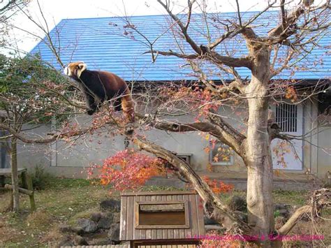 市川市動植物園（いちかわしどうしょくぶつえん、英:ichikawa zoological & botanical garden）は、千葉県市川市の市立動物園及び植物園。コツメカワウソ舎で「流しカワウソ」というパイプを用いた遊具を展示することで知られる。 市川市動植物園（公式） (@ichikawa_zoo) | Twitter