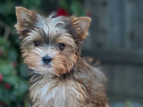 Yorkie Coloring Blueberry Brook Yorkies