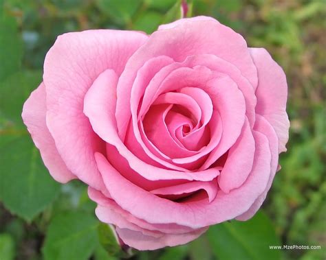 Widescreen Pink Rose, Nice Pink Rose, #2796