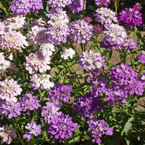 Candytuft Flower Seeds Home And Hobby Craft Supplies And Tools