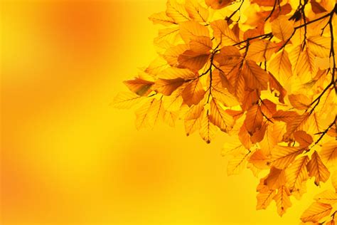 Selective Focus Photography Of Leaves Hd Wallpaper Wallpaper Flare