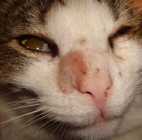 Stages Of Ringworm In Cats