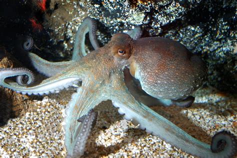 Krake Bläckfisk Octopus Vulgaris Biopix Foto 41060