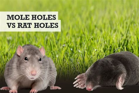 Mole Holes Vs Rat Holes Differences In Burrows And Tunnels
