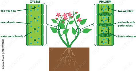 Plant Diagram Xylem And Phloem Stock Vector Adobe Stock