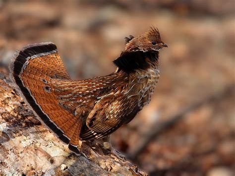 Ruffed Grouse Red Morph Displaying In Shenandoah National Park Va