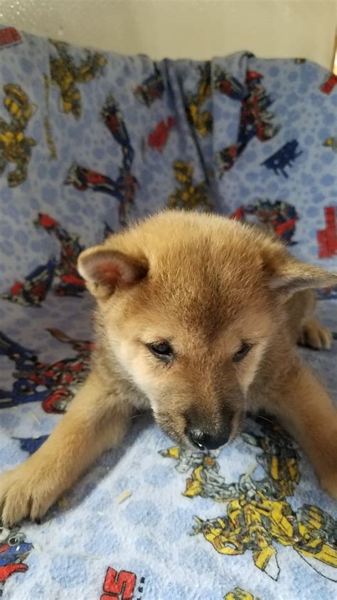 We did not find results for: Shiba Inu Puppies For Sale | Chippewa Falls, WI #298478