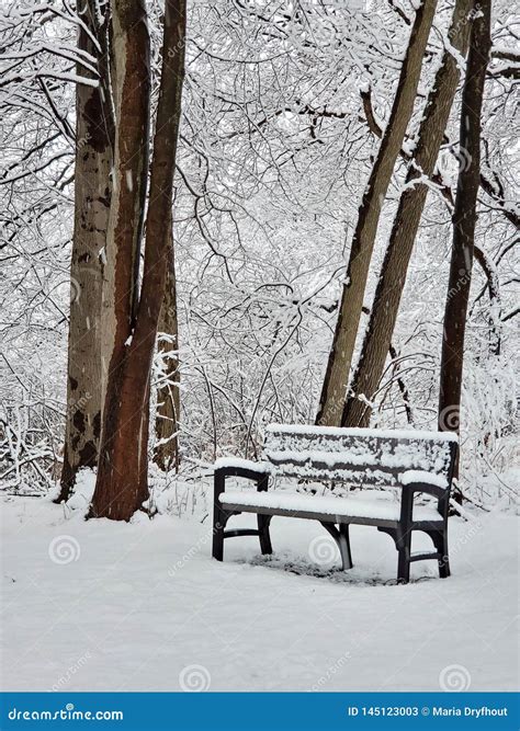 Park Bench In Winter Woods Stock Image Image Of Woodland 145123003