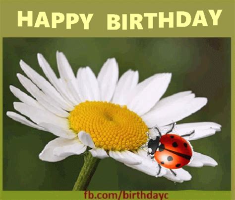 Daisy Ladybug Birthday Greeting Gif