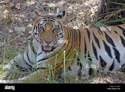 Royal Bengal Tiger Stock Photo Alamy