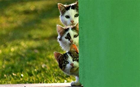 Three Curious Cats Image Abyss