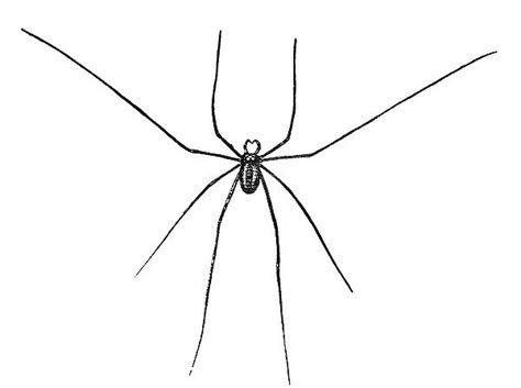 Daddy Long Legs Line Engraving For Sale As Framed Prints Photos Wall Art And Photo Ts