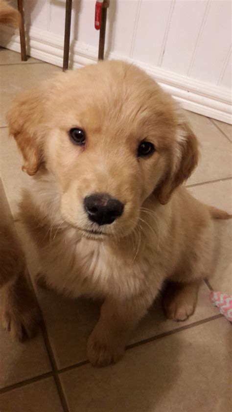 But 2020 sold i have 8 on wait list for next year. Golden Retriever Puppies For Sale | Hytop, AL #267099