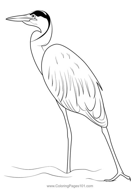 Great Blue Heron Durham Male Coloring Page For Kids Free Herons