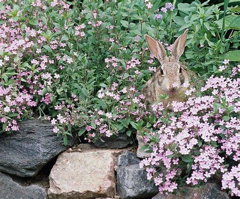Normal handling is absolutely safe, just make sure not to. 19 Beautiful Plants That Rabbits Don't Like in 2020 | Deer ...