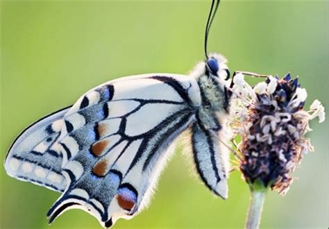 زیباترین و معروفترین پروانه های جهان عکس