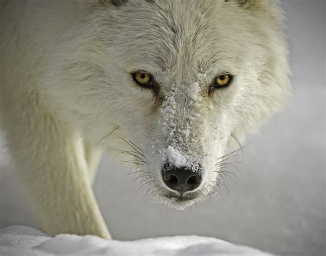 White Wolf In Winter