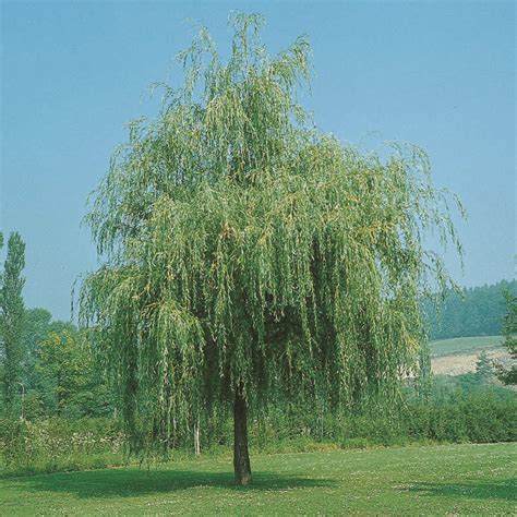 Wuchshöhe bis 20 meter und darüber hinaus. Trauerweide - Salix alba 'Tristis'
