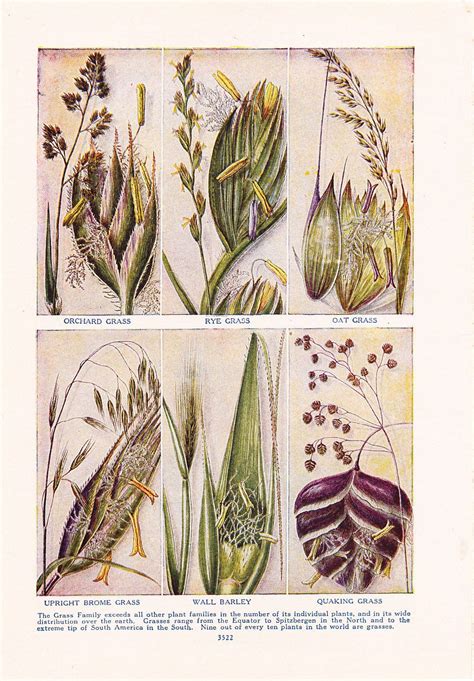 1947 Botany Print Grass Vintage Plant Home Decor Art Etsy
