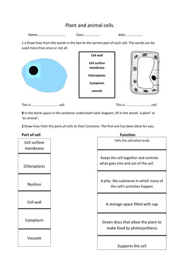 Plant And Animal Cell Worksheet By Rosie1999 Teaching Resources Tes