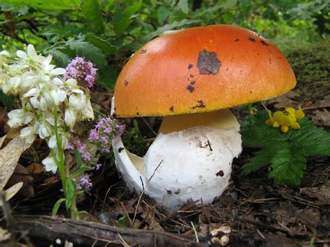 Amanita Caesarea The Ultimate Mushroom Guide