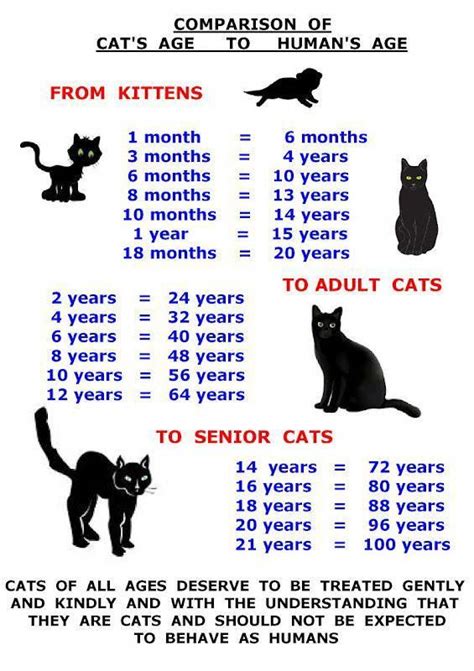 Cat Age Chart Cutecat About Cat At Catfood Cat