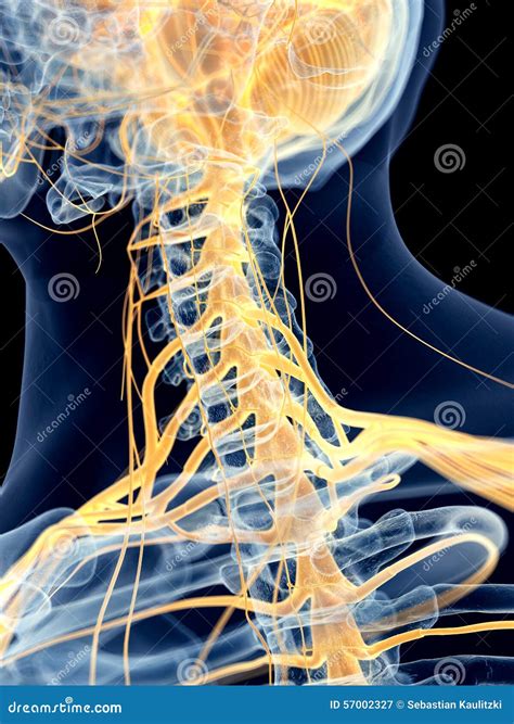 Os nervos cervicais ilustração stock Ilustração de humano