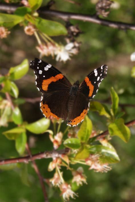 Spreading My Wings Photograph By Heather Singer Fine Art America