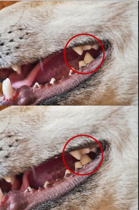 What Does A Carnassial Dog Tooth Abscess Look Like Dogs Health Problems
