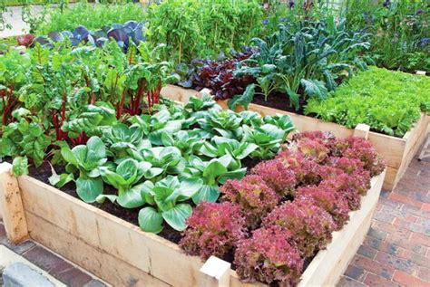 Guía De Jardinería De Vegetales Para Principiantes Trucos De Jardineria