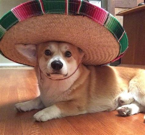 27 Hilarious Memes Of Dogs Wearing Hats Tail Threads