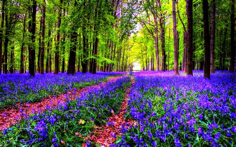 Dream Spring 2012 Carpet Of Flowers Wallpapers Hd Wallpapers 96658