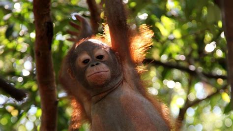 Baby Orangutans Photos Orangutan Rescue National Geographic Channel