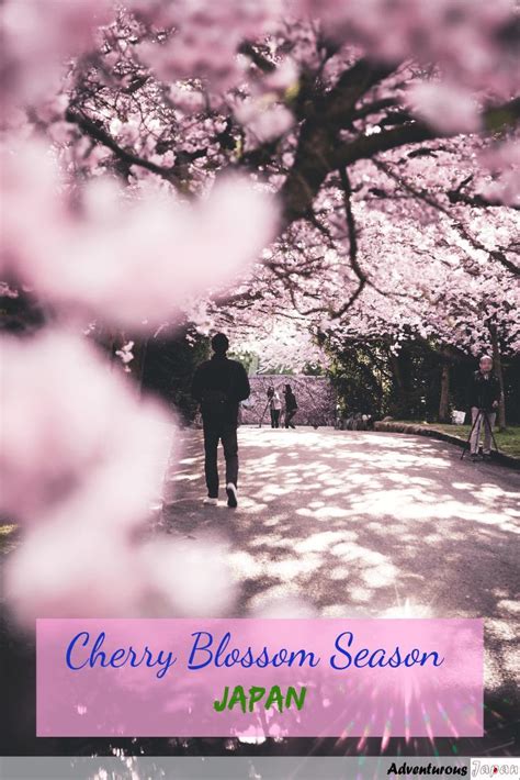 Cherry Blossom Season In Japan Adventurous Japan Japan Travel