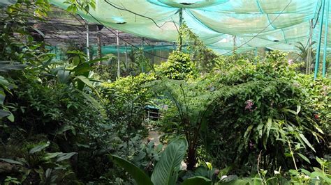 There is currently no additional information available regarding kuala lumpur butterfly park. Kuala Lumpur Butterfly Park & Lake Gardens - Backpackjunkies