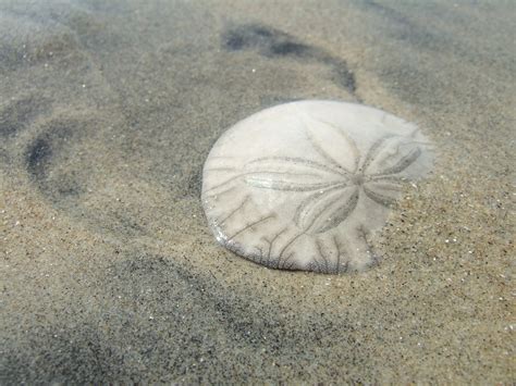 Sand Dollars From Heaven Strength Courage Believe
