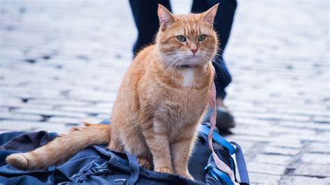 A Street Cat Named Bob Official Trailer In Cinemas February 9