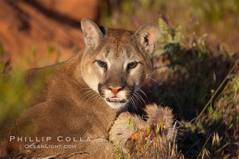 Mountain Lion Puma Concolor 12281 Natural History Photography
