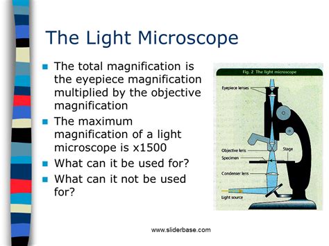 Electron Microscope Presentation Cell Biology