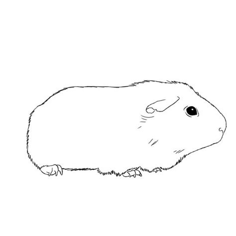 Awesome Guinea Pig Coloring Page: Awesome Guinea Pig Coloring Page