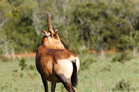 Red Hartebeest Standing And Staring In A Distance Red Hartebeest