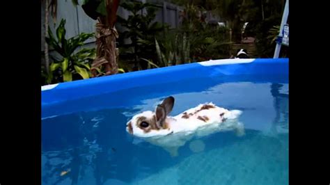 Rabbit Having A Relaxing Bath Youtube