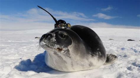 Seals With Antennas On Their Heads Helped Scientists Solve An Antarctic
