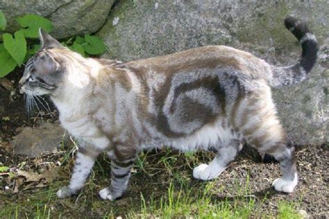 Gambar dan struktur serta fungsi sel hewan. Kucing Gambar Hewan Yang Mudah Digambar Dan Berwarna ...
