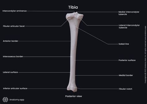 Tibia Encyclopedia Anatomyapp Learn Anatomy 3d Models