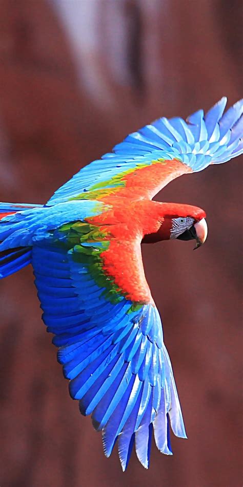 Red And Green Macaw Ultra Hd Wallpaper 1080x2160